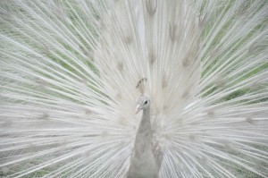 Witte pauw